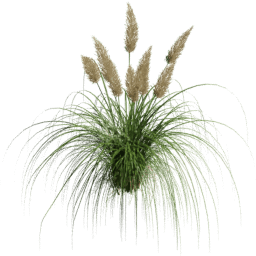 Cortaderia selloana A spring summer