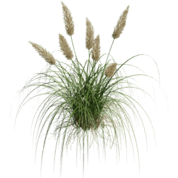 Cortaderia selloana B spring summer