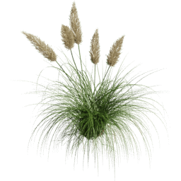 Cortaderia selloana C spring summer