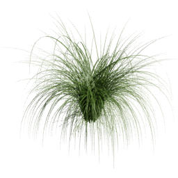 Cortaderia selloana D spring summer