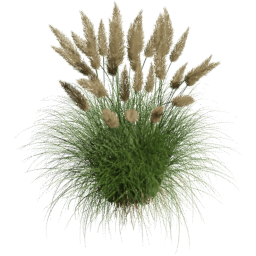 Cortaderia selloana E spring summer