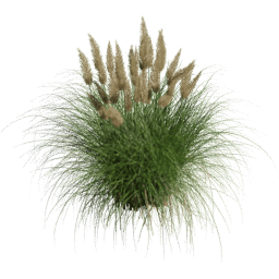 Cortaderia selloana F spring summer