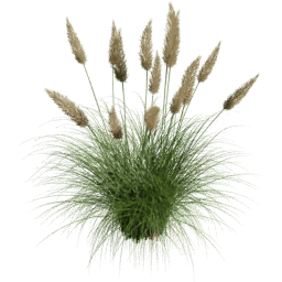 Cortaderia selloana G spring summer