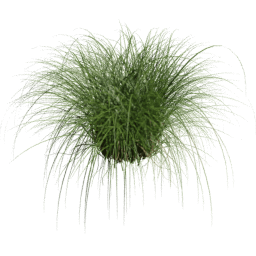 Cortaderia selloana H spring summer