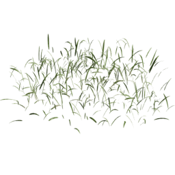 Cut Grid Lolium perenne B spring summer