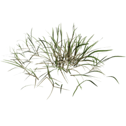 Cut Grid Lolium perenne C spring summer