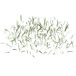 Cut Lolium perenne A spring summer