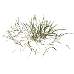 Cut Lolium perenne D spring summer