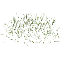 Cut Striped Lolium perenne A spring summer