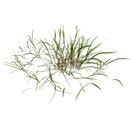 Cut Striped Lolium perenne D spring summer