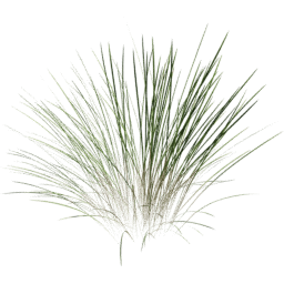 Cymbopogon citratus A spring summer