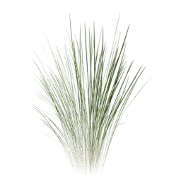 Cymbopogon citratus B spring summer