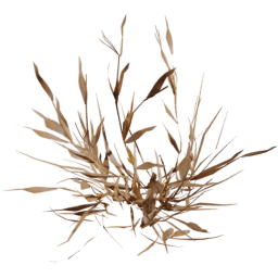 Digitaria sanguinalis A autumn