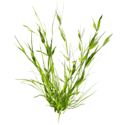 Digitaria sanguinalis A spring