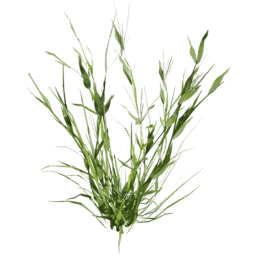 Digitaria sanguinalis A summer