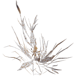 Digitaria sanguinalis A winter