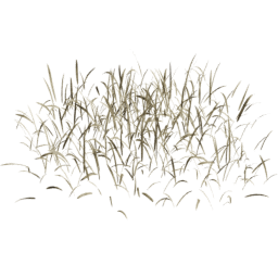 Dry Lolium perenne A spring summer