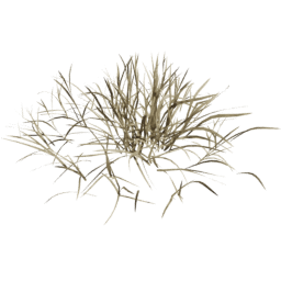 Dry Lolium perenne D spring summer