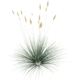 Festuca glauca A spring