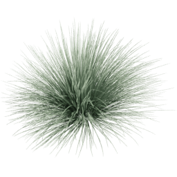 Festuca glauca B spring