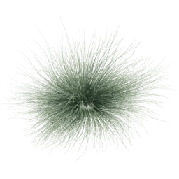 Festuca glauca C spring