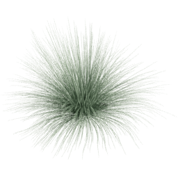 Festuca glauca D spring