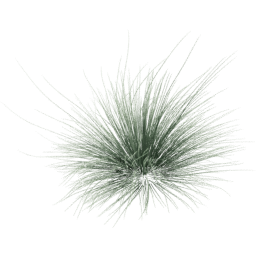 Festuca glauca E spring