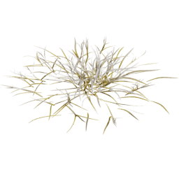 Frosted Dry Lolium perenne D autumn winter