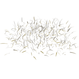 Frosted Lolium perenne A autumn winter