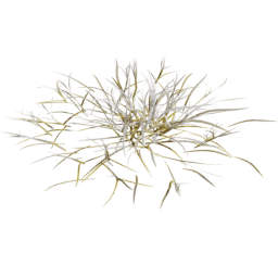 Frosted Lolium perenne D autumn winter