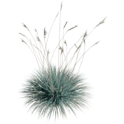 Helictotrichon sempervirens A summer autumn