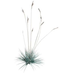 Helictotrichon sempervirens B summer autumn