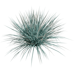 Helictotrichon sempervirens C summer autumn