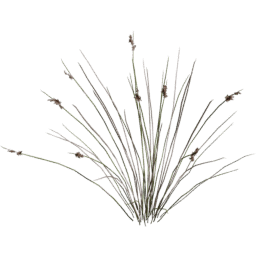 Juncus acutus A spring summer autumn