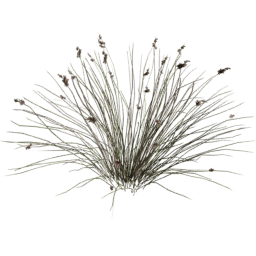 Juncus acutus B spring summer autumn