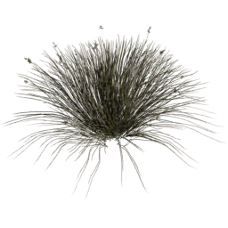 Juncus acutus C spring summer autumn