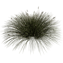 Juncus acutus D spring summer autumn