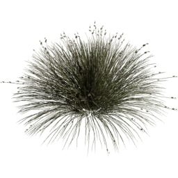 Juncus acutus E spring summer autumn