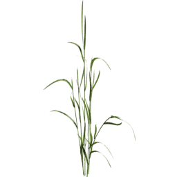 Lolium arundinaceum A spring summer