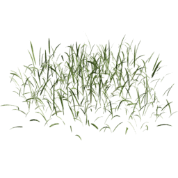 Lolium perenne A spring summer