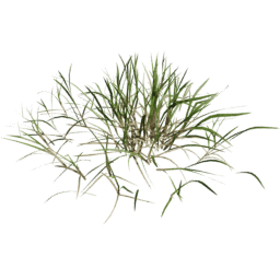 Lolium perenne D spring summer