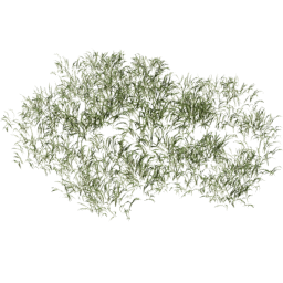 Lolium perenne E spring summer