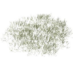 Lolium perenne F spring summer