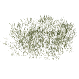 Lolium perenne G spring summer