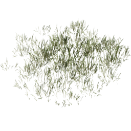 Lolium perenne H spring summer