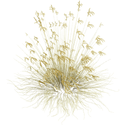 Miscanthus sinensis A spring