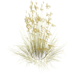 Miscanthus sinensis B spring