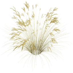 Miscanthus sinensis C spring