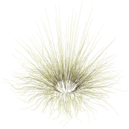 Miscanthus sinensis D spring