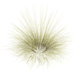 Miscanthus sinensis E spring